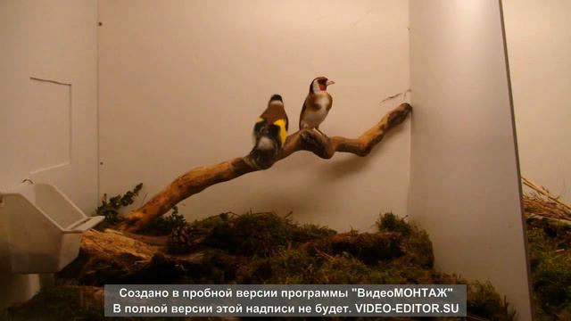 III Уральская выставка голубей и певчих птиц смотреть онлайн