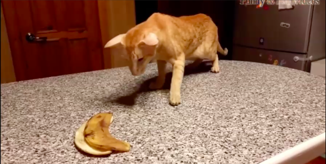 кошки против бананов,огурцов и кабачков смотреть онлайн