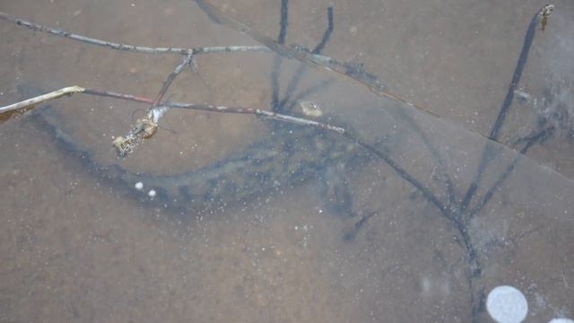 16.11.2018 Киров, Чёрное озеро, рыбка смотреть онлайн