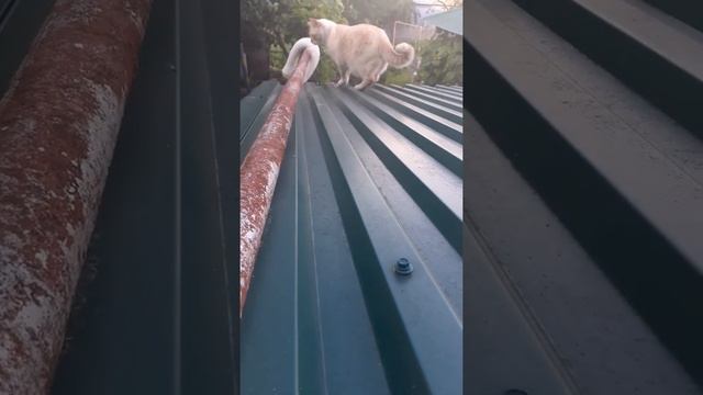 Кот Кузя, который живёт на крыше!??? смотреть онлайн