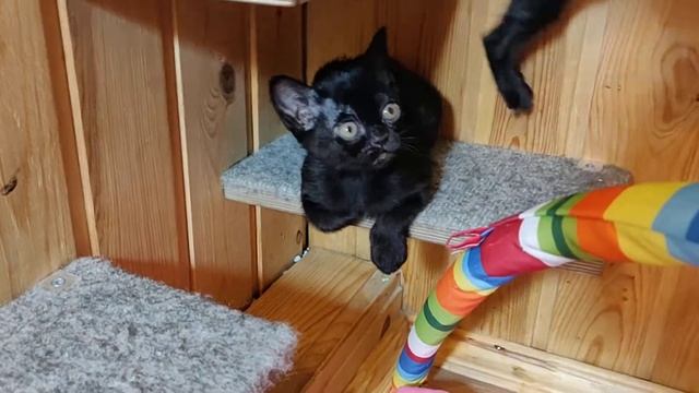 #БОМБОЙВАН / Бомбей / Кот / Bombay смотреть онлайн