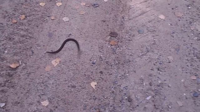 Гадюка атакует. Тверская область. Кимры Почти Москва.