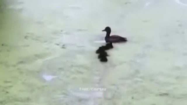Мама утка играет с утятами смотреть онлайн