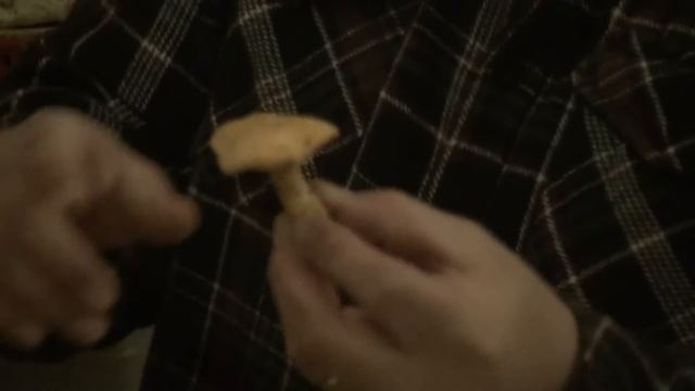 Winter Mushrooms: Black Trumpet, Hedgehog, & Yellowfoot смотреть онлайн