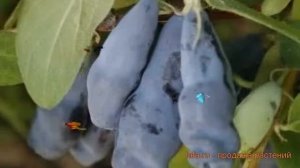 Жимолость съедобная Синий утес ? жимолость Синий утес обзор: как сажать саженцы жимолости Синий уте