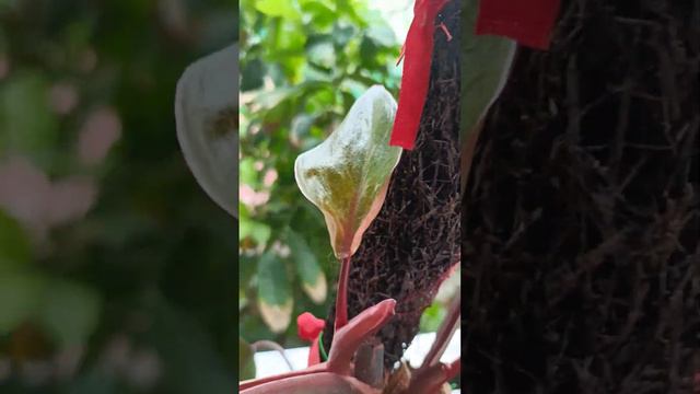 Nice plant florida beauty and monstera Thai cons&,pink princess смотреть онлайн