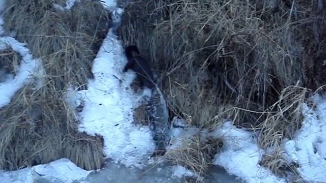 Норка пытается утащить крупного ленка смотреть онлайн