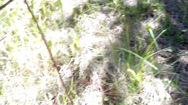 Как искать грибы? смотреть онлайн