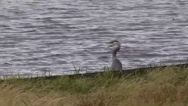 Птицы в дикой природе... Мелодия для релаксации. Birds in the wild ... A melody for relaxation смотреть онлайн