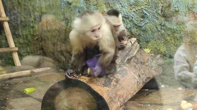 В Екатеринбуржском зоопарке: Белые капуцины смотреть онлайн
