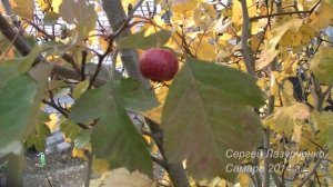 Боярышник китайский и боярышник `Шамиль`.