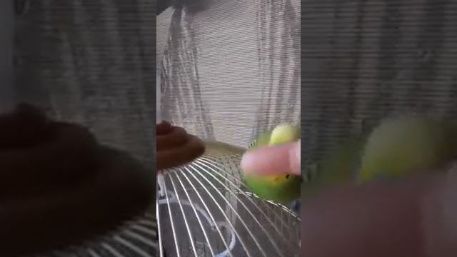 И Зелёный попугай и Зелёный кашалот смотреть онлайн