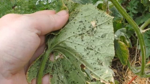 Как бороться с тлёй на листьях огурцов снизу / борьба стлёй / как бороться с тлёй смотреть онлайн