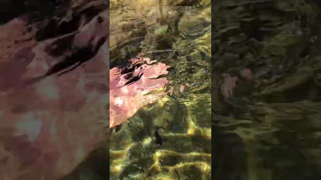 Морской ёж бухта Антони Квин, остров Родос 17 июля 2023 г. смотреть онлайн