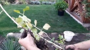 ГОРТЕНЗИЯ. ДЕЛЕНИЕ ВЗРОСЛОГО КУСТА