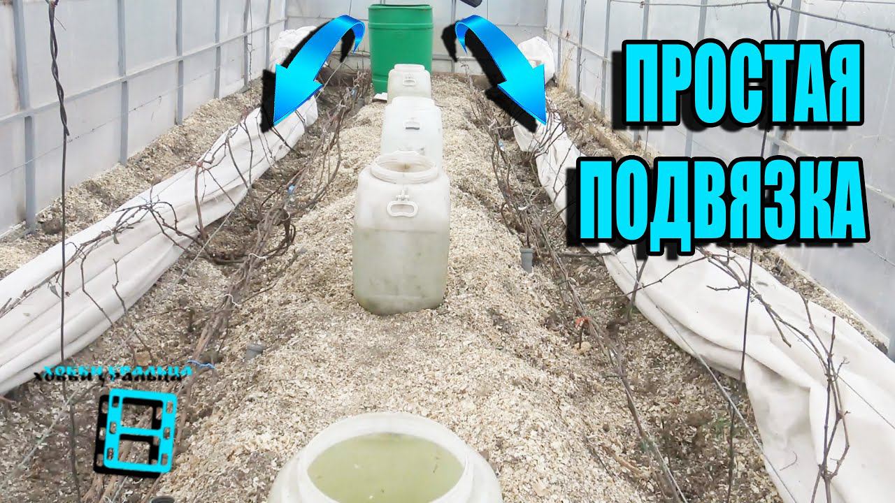 ПОДВЯЗКА ВИНОГРАДА. РАЗБОРНАЯ ШПАЛЕРА. СЕВЕРНЫЙ ВИНОГРАДНИК 6-21. ВИНОГРАД В ТЕПЛИЦЕ смотреть онлайн