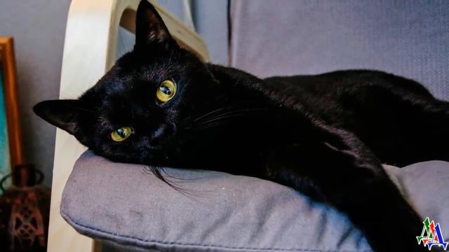 ДИК 2.7 «Кошмар! Мама осталась наедине с твоими родителями! Представляешь, до чего они договорятся? смотреть онлайн