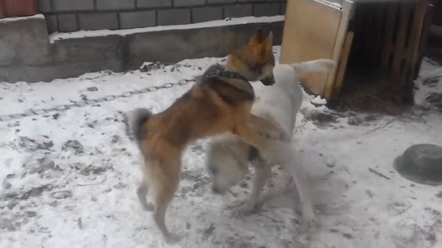 Лайка играет алабайам смотреть онлайн