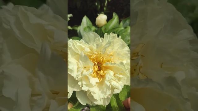 Пион Санни Гел смотреть онлайн