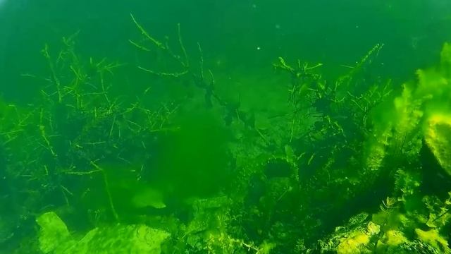 Реакция щуки на воблер . Подводная сьемка .Смотреть на большом экране смотреть онлайн