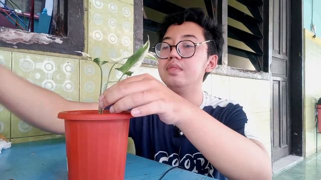 Syngonium Starlite ?! | Unboxing Syngonium! #syngonium #plantshaul