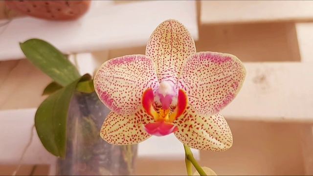 COMO FAZER A HASTE FLORAL DA ORQUÍDEA PHALAENOPSIS PRODUZIR KEIKES? Nunca mais jogue fora as hastes смотреть онлайн