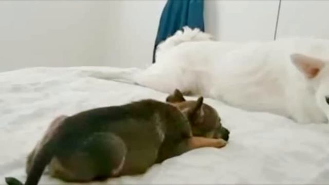 Дети забили этого щенка камнями и палками и бросили умирать, но он смог выжить смотреть онлайн