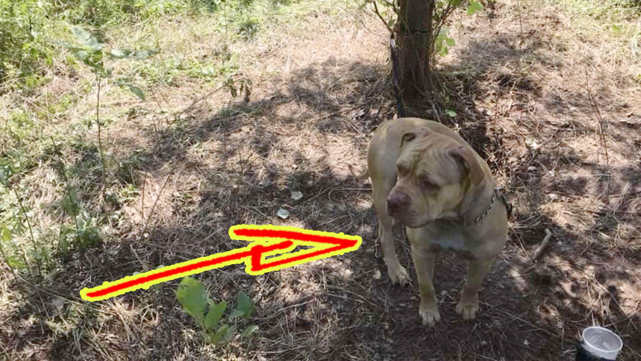 Дорожные рабочие услышали жалобный вой пса. Кто-то бросил его посреди леса, привязав к дереву смотреть онлайн