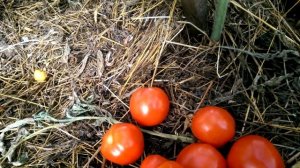 Томат Земляк на 25 августа