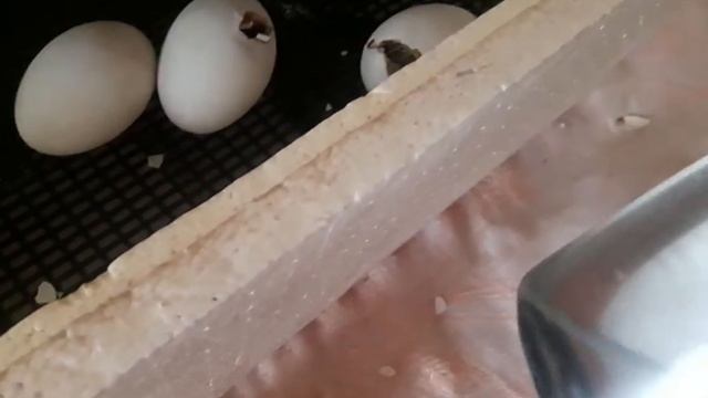 Выводятся мои утята Утята породы голубой фаворит! смотреть онлайн