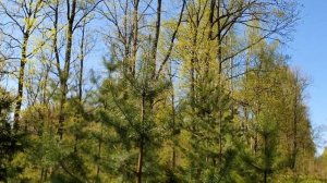 "Весна в произведениях русских поэтов"