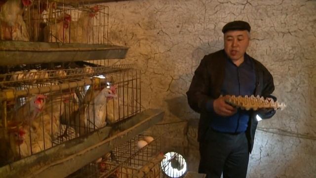 Секреты куриного бизнеса 49-летнего горожанина Эмилбека Момунова смотреть онлайн