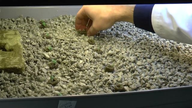 Пеностекло - инновационный субстрат для выращивания микрозелени салатов и бэби-лист смотреть онлайн