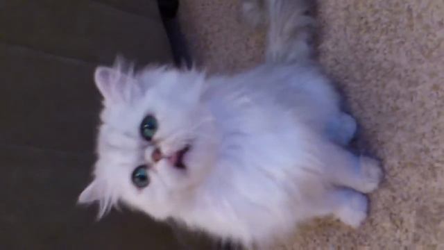 Skarlett. Персидские кошки шиншиллы, котята. смотреть онлайн