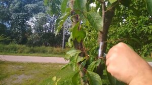 Прививка черешни на сливу, летняя окулировка глазком, способ убрать сливу которая не плодоносит