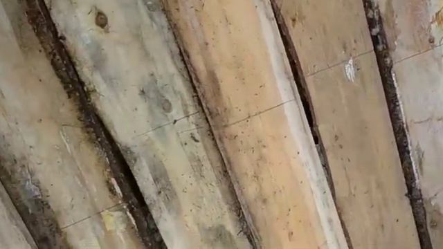 Осенний денёк, а вы слыхали как кричат дрозды? смотреть онлайн