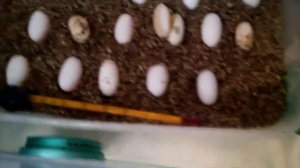 Инкубатор для яиц бородатой агамы.