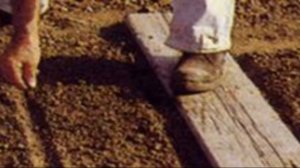 Свекла кормовая посадка, уход и сбор