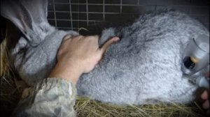 Выпадение шерсти — сигнал наличия болезни у домашнего кролика