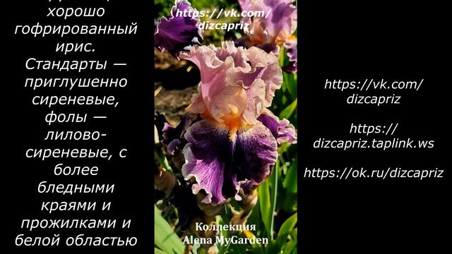 ИРИС FANCY WOMAN #ирисы #клематисы #лилейники смотреть онлайн