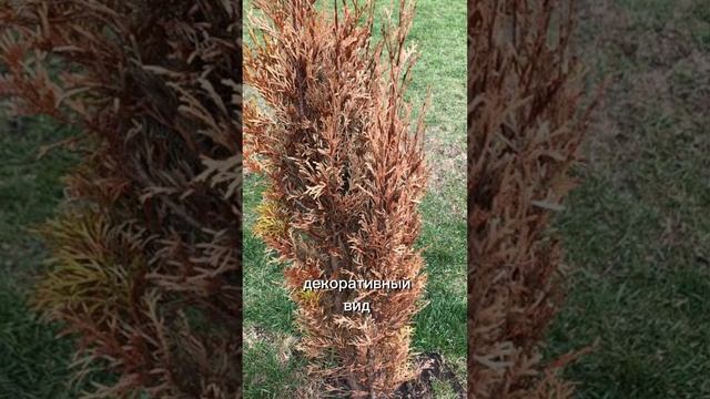 Главная ОШИБКА при посадке туи, которую допускают 95% садоводов смотреть онлайн