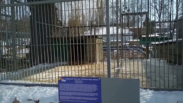 Конец зимы в СиЗоо у Алтая с Еленой Гребенюк смотреть онлайн