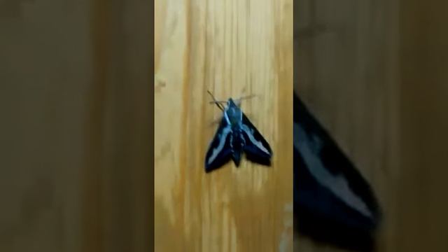 Бабочка колибри, бабочка бражник, колибри среднего рода смотреть онлайн