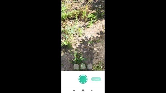 PictureThis - интеллектуальное распознавание растений по фото.