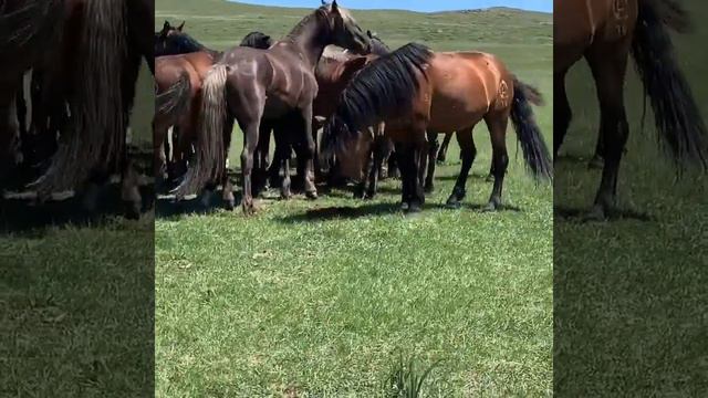 Гаремный жеребец строит молодых. смотреть онлайн