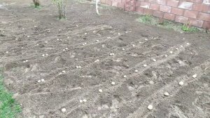 Как посадить картошку в гребни без лопаты. По просьбе подписчиков показываю ещё раз!