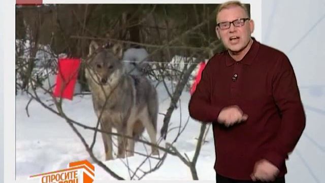 Спросите дядю Вову. Почему волки боятся красных флажков смотреть онлайн