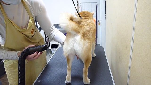 Сушим компрессором смотреть онлайн