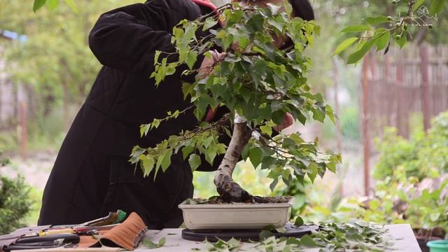 БОНСАЙ из БЕРЕЗЫ I Birch Bonsai. Summer Defoliation and Pruning. смотреть онлайн