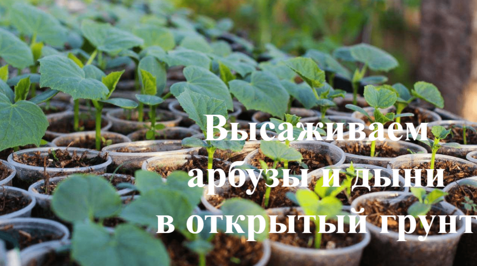 Как сажать арбузы и дыни. Высаживаем арбузы и дыни в открытый грунт. смотреть онлайн